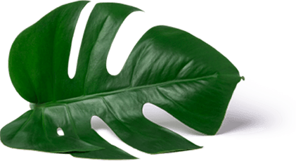 leaf icon 1